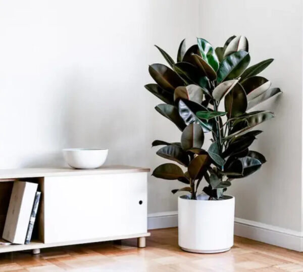 Ficus Elastica Burgundy 'Rubber Tree'